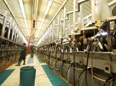 Kasper farm milking parlor being cleaned