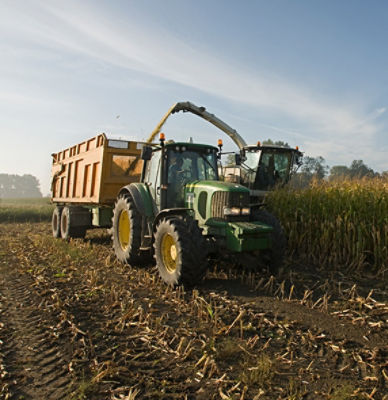 Kukurydza na kiszonkę od Pioneer.
