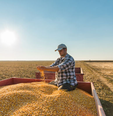 Sprawdź naszą ofertę kukurydzy na ziarno.
