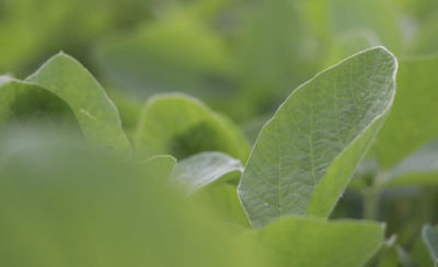 soybean leaf