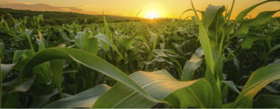 Man in Field at Sunrise