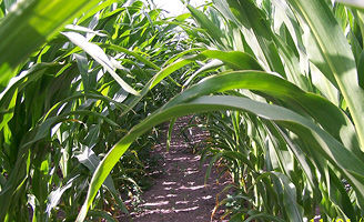 Maize