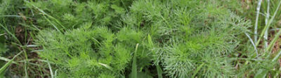 Mayweed