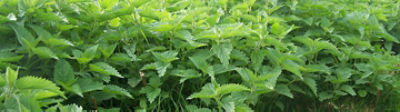 Blackgrass