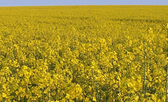 OSR
