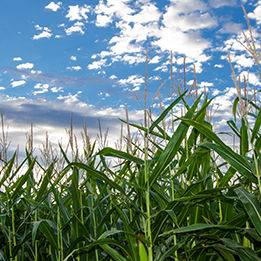 P8409 - kukurydza na ziarno I kiszonkę.