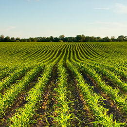 P8707 - kukurydza na ziarno I kiszonkę.