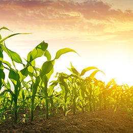 P8723 - kukurydza na ziarno I kiszonkę.