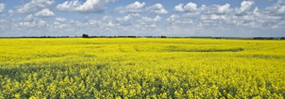 canola
