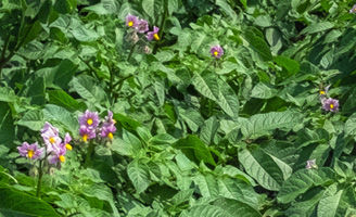 Potato crop