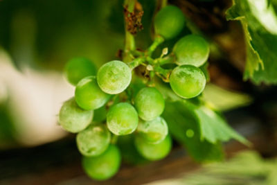 powdery mildew on grapes