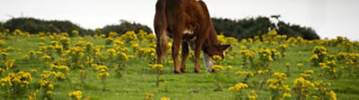 Ragwort