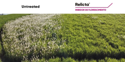 Sugarcane field with and without Relicta