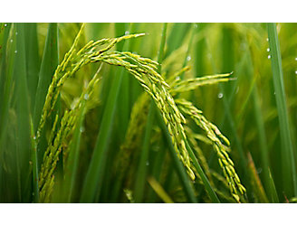 "Image of rice grain in rice field "