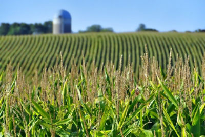 Photo of a corn field