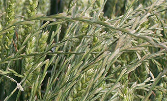 Ryegrass