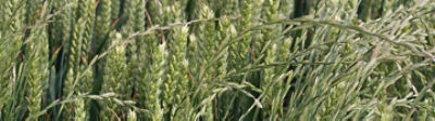 Ryegrass
