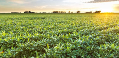 Campo atardecer con cultivo de campo de maíz