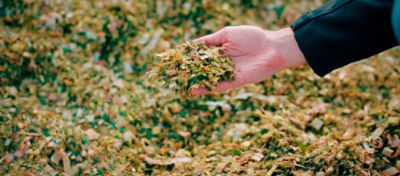 Mão mostrando silagem de milho