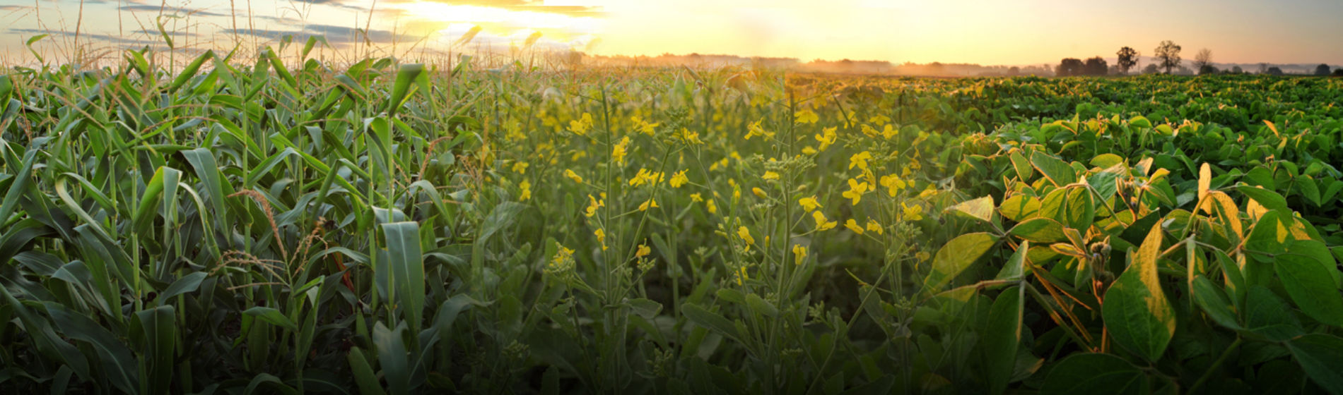 canola corn soybeans