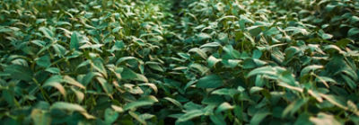 Image of soybean field