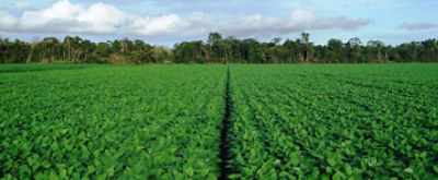 soybean crop rows