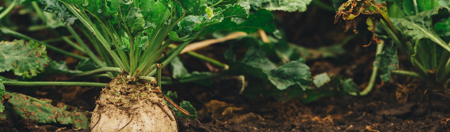 IMG_Sugar_beet_root_crop_organically_grown_Global