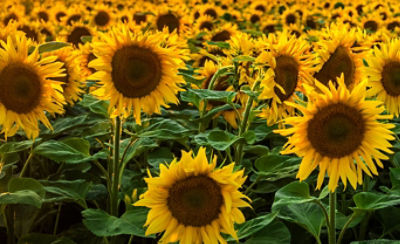 Image of sunflowers in field
