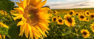 Sunflowers field