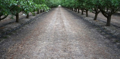 Tree Nut Crop Protection - Herbicides