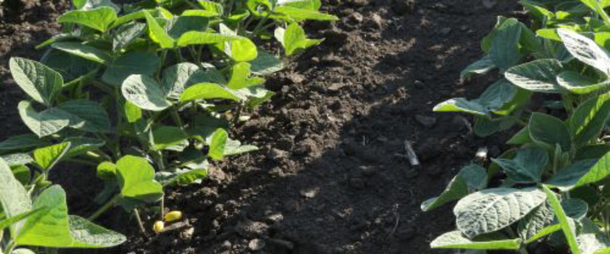 soybean field