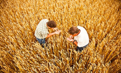 Image of farmers in wheat
