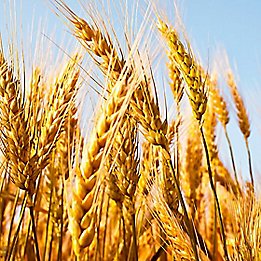 Wheat field close up