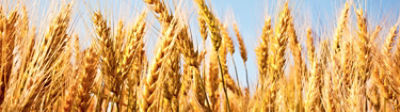Image of wheat field close up