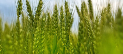 IMG_Wheat_16_dec_2023_Global_alt