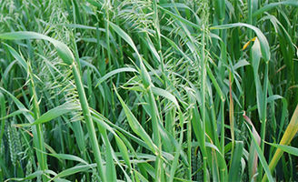 Wild Oats