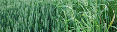Wild Oats