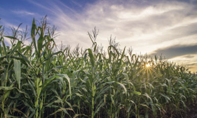 IMG_ZM_maize-east-1_Zambia_new_Pioneer-v1