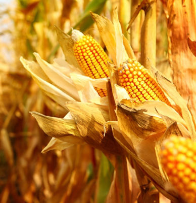 Kukurydza na ziarno od Pioneer.