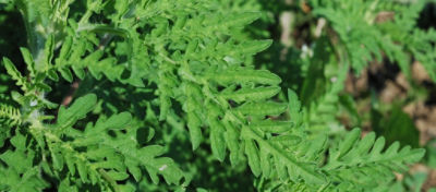 Close up image of rag weed