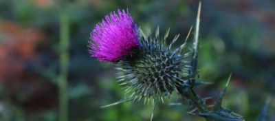 close up image of scotch thisle