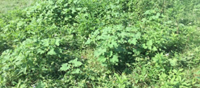 Weeds in pasture