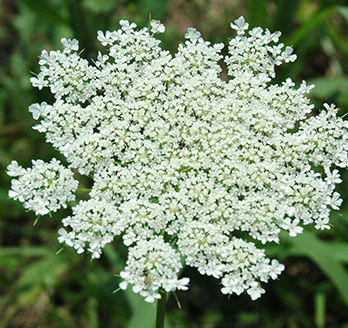 Wild carrot blossom