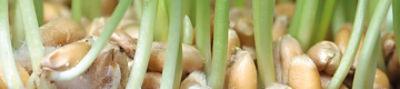 IMG_banner-semecerealeD