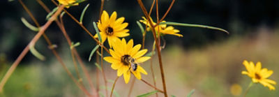 bee in flowers