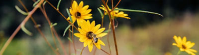 bee in flowers