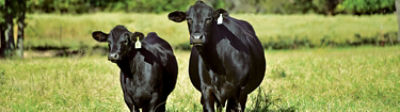 Range & Pasture Steward library 