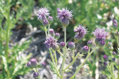 Image of canada thistle