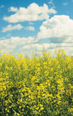 Image of Canola and the sky