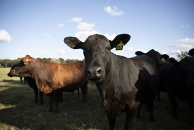 Cattle face up close